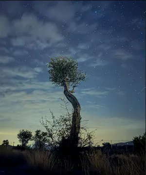 عدسة عمانية